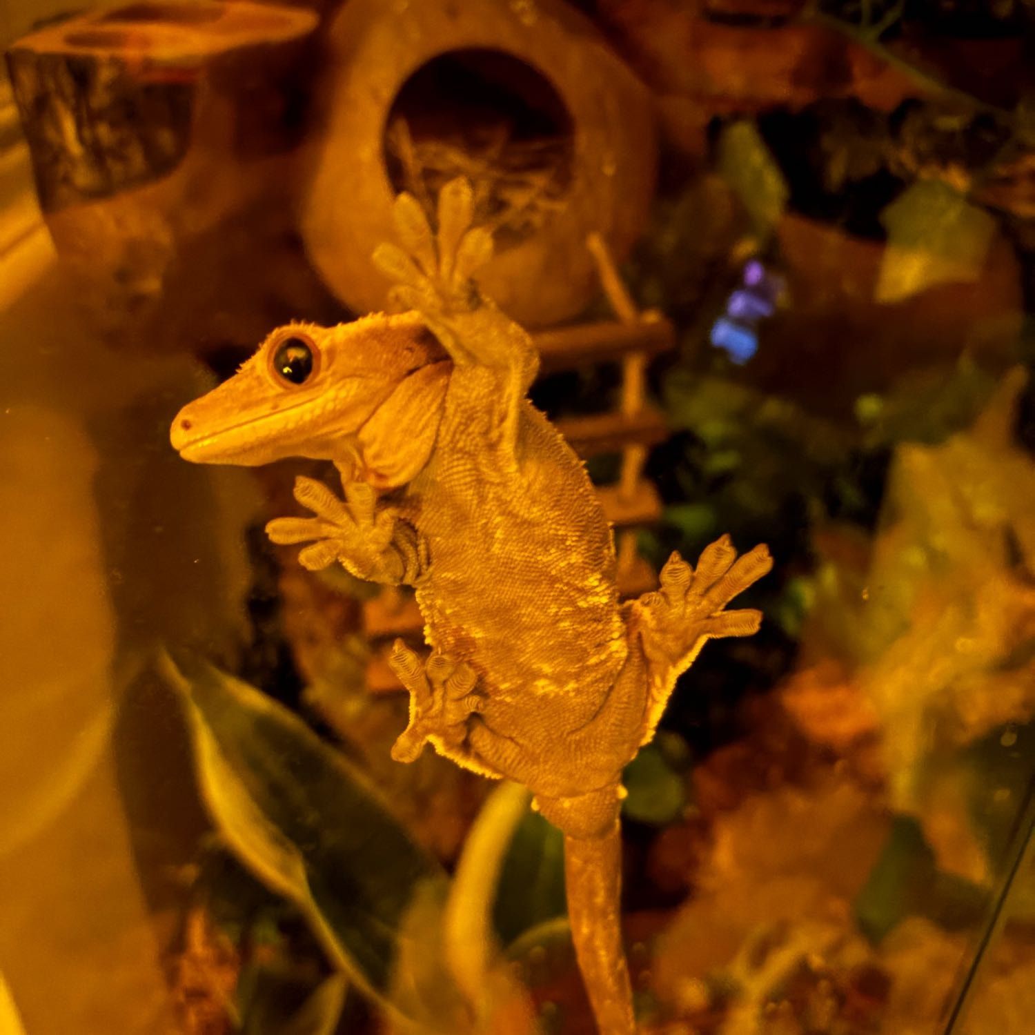 Portrait of Pippin, the reptile