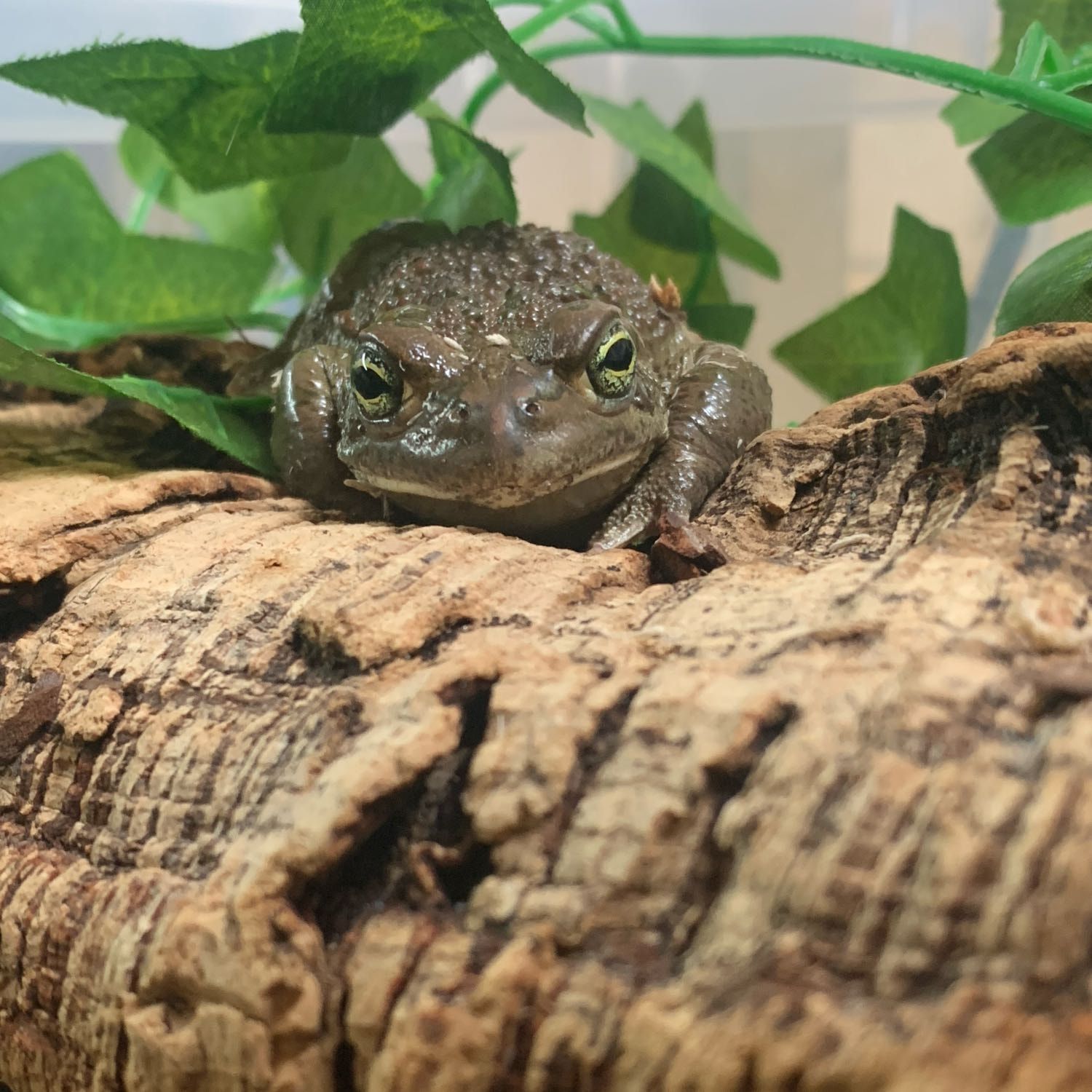 Portrait of Bulbasaur , the reptile
