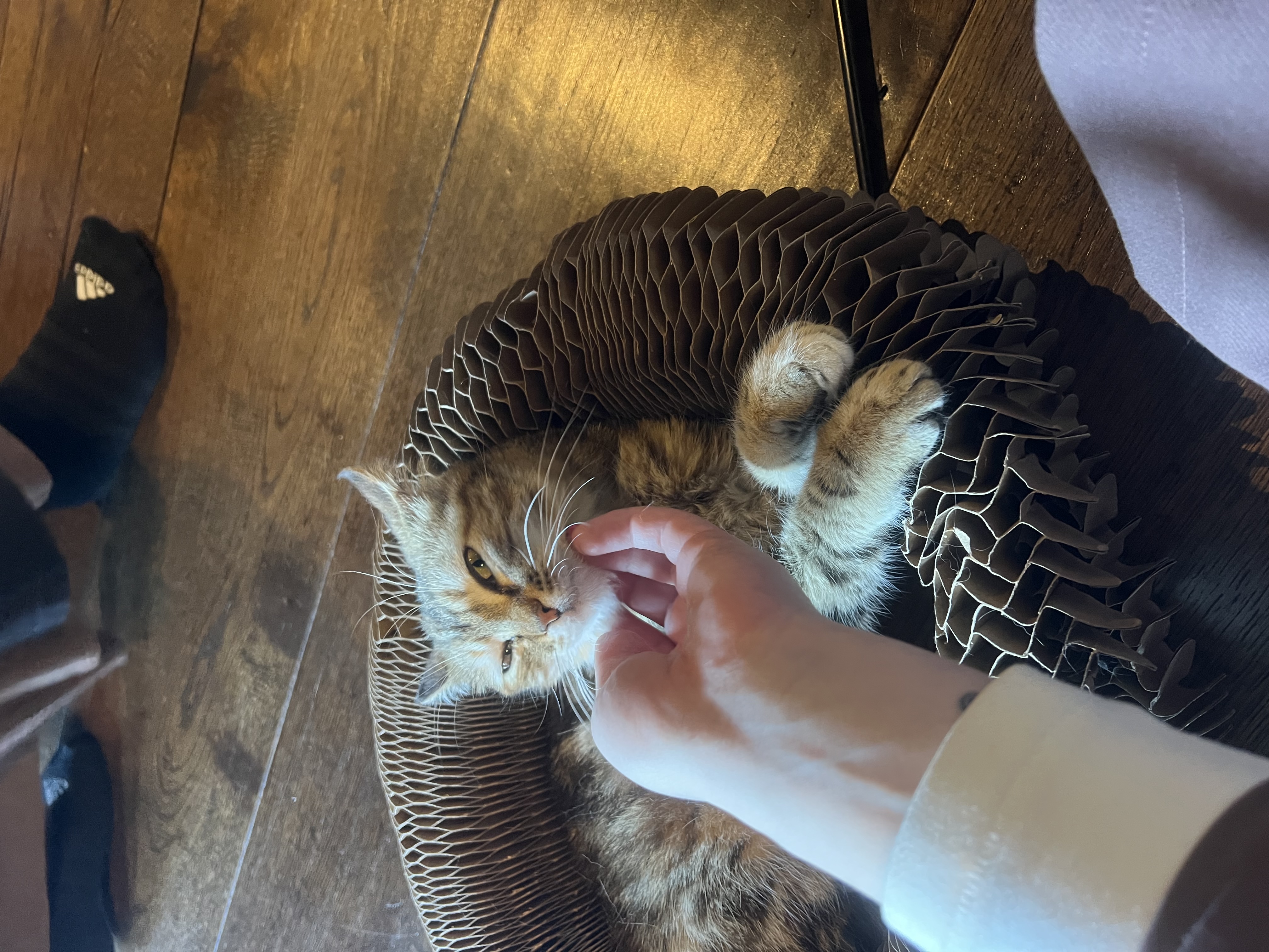 image-7