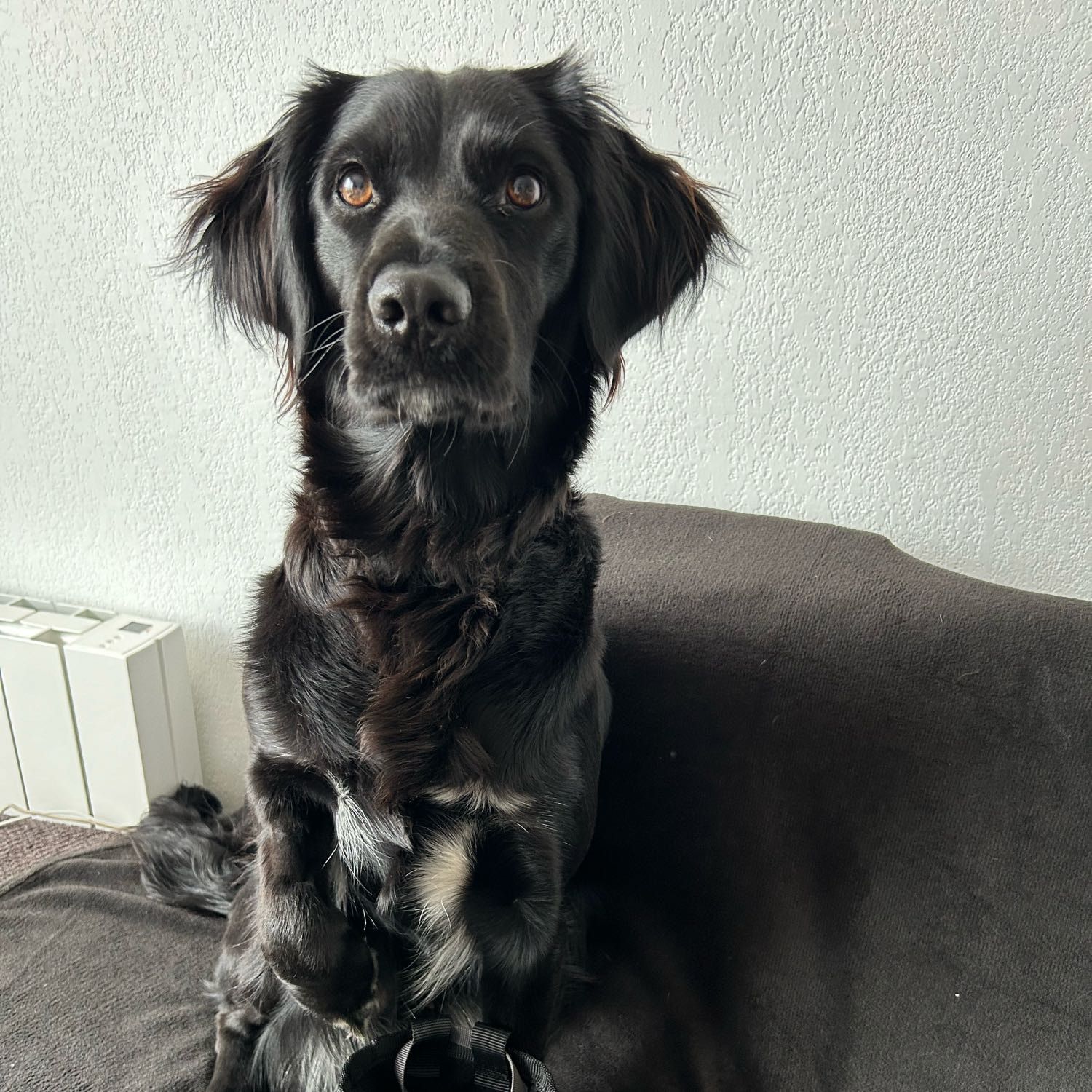 Portrait de Malou , la dog
