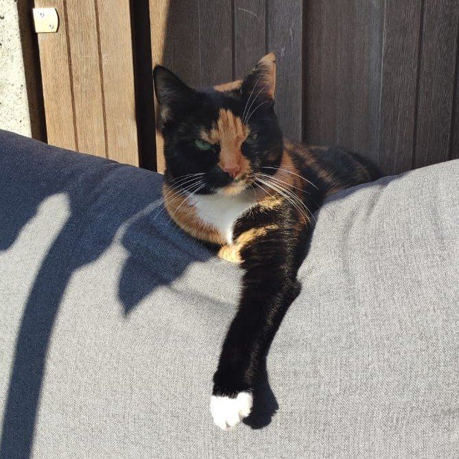 Portretfoto van Levy, de cat