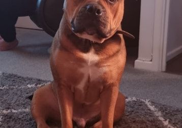 Portrait of Hobbs, the dog