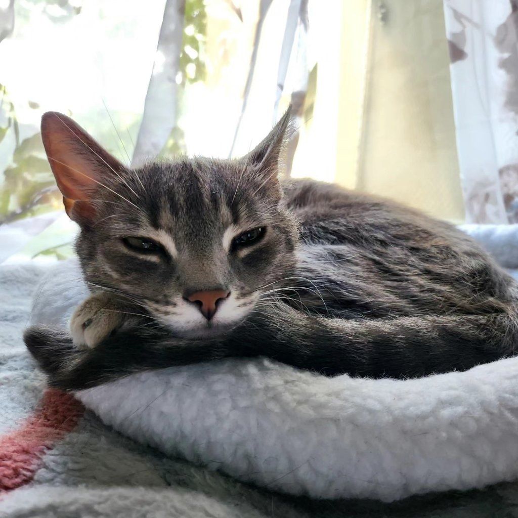 Portät von Nino, cat
