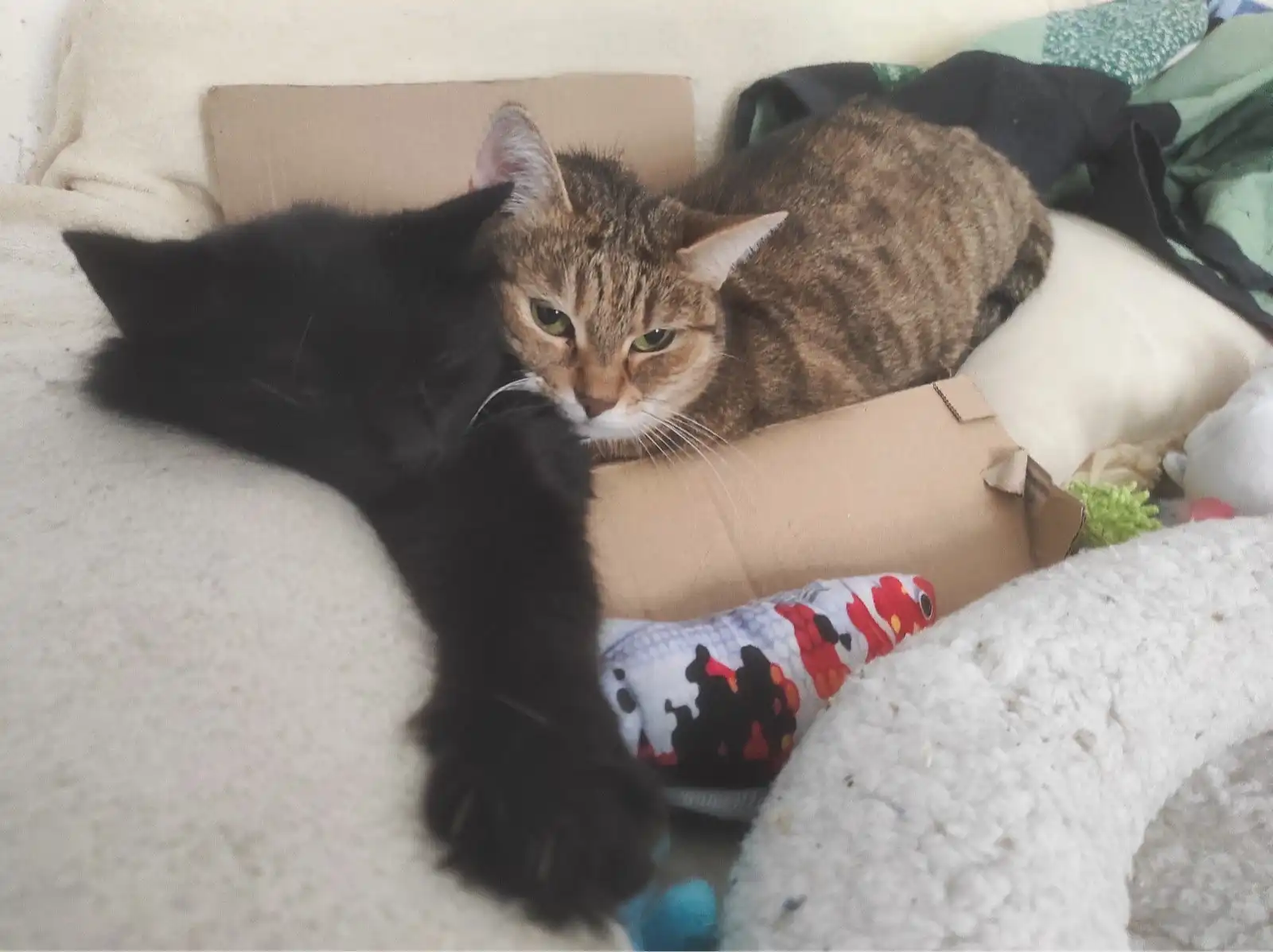 image-6