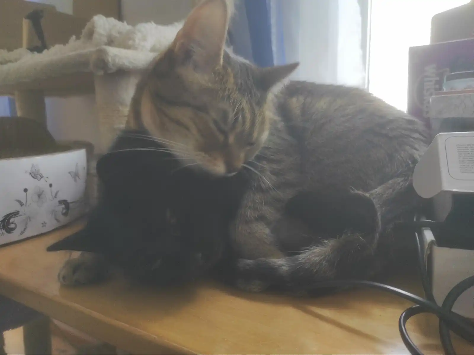 image-7