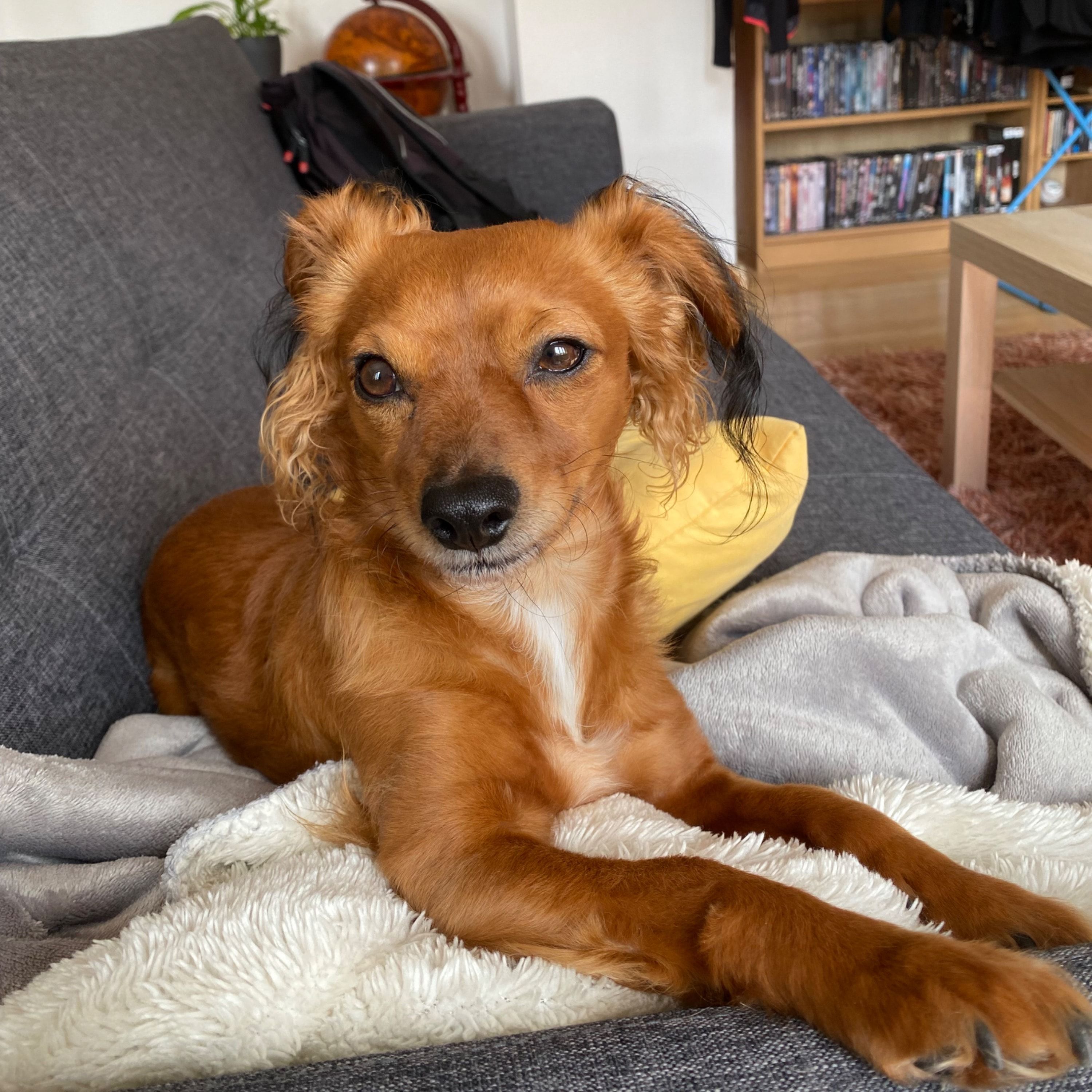 Portät von Ori, dog