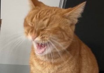 Portät von Mely, cat