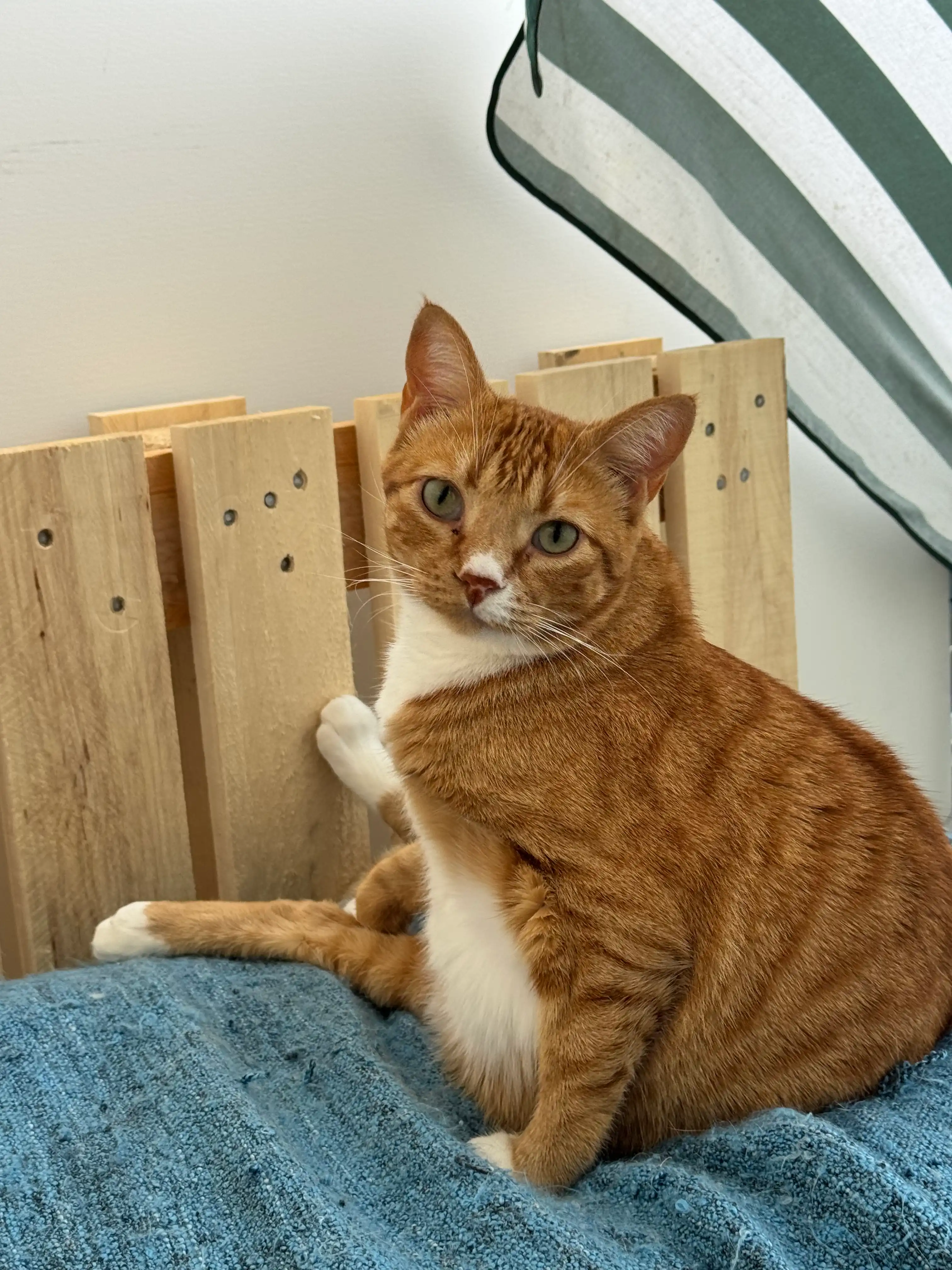 image-27