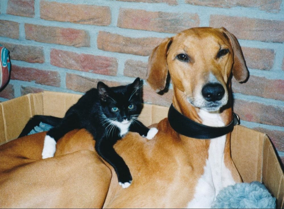 image-4