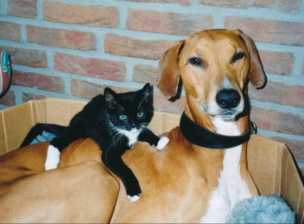 image-4
