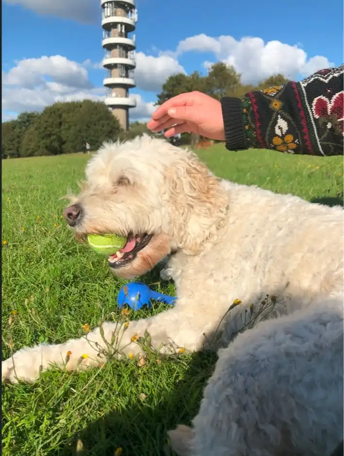 image-6