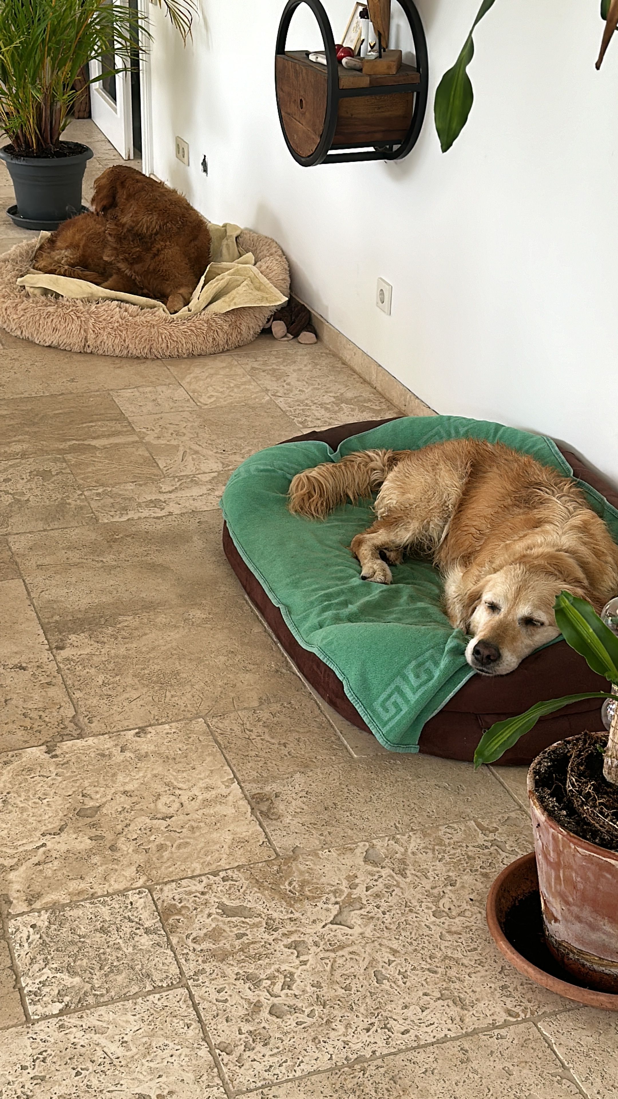 image-7