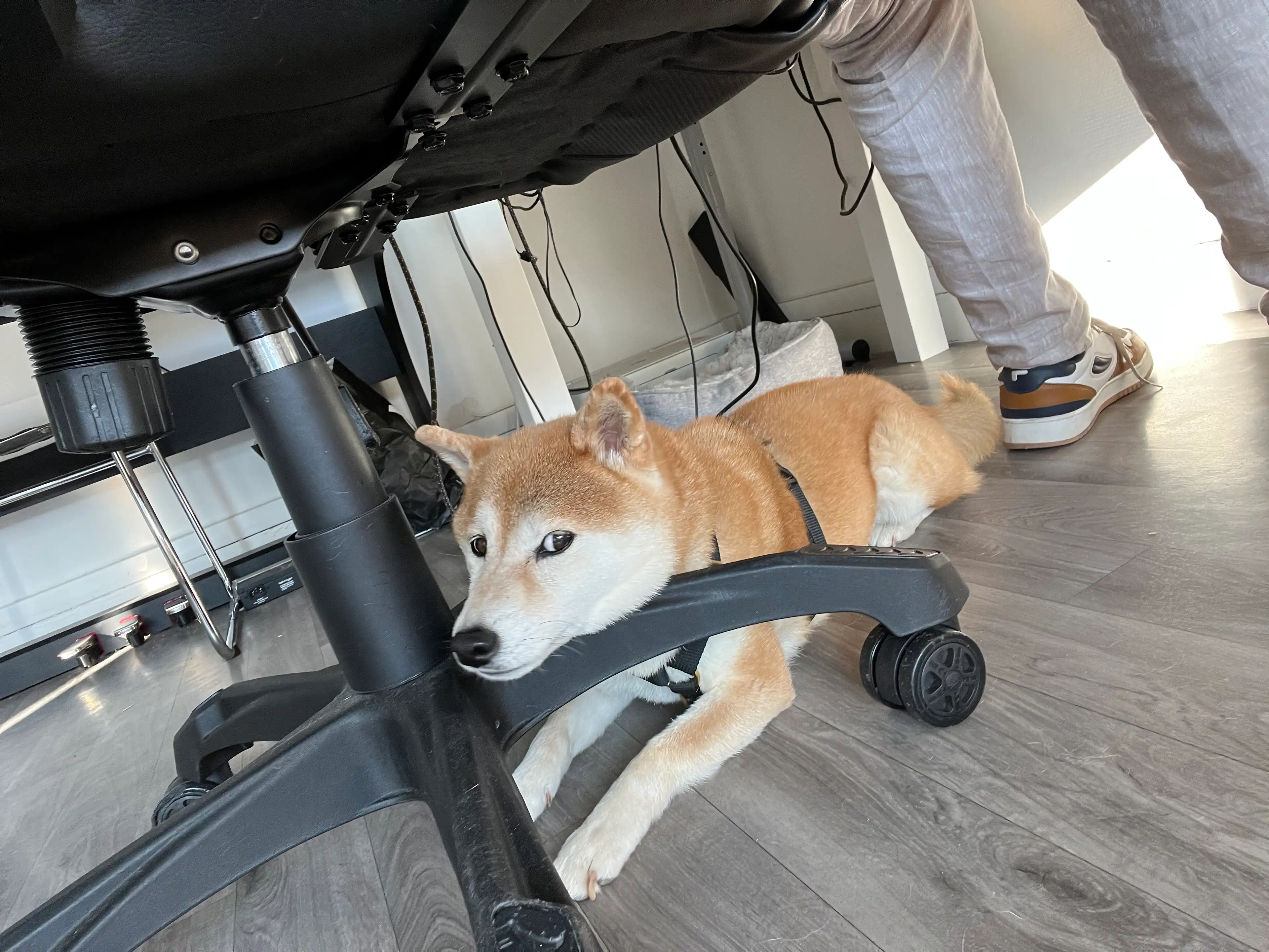 image-12