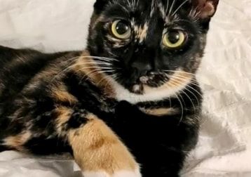 Portrait of Rey, the cat