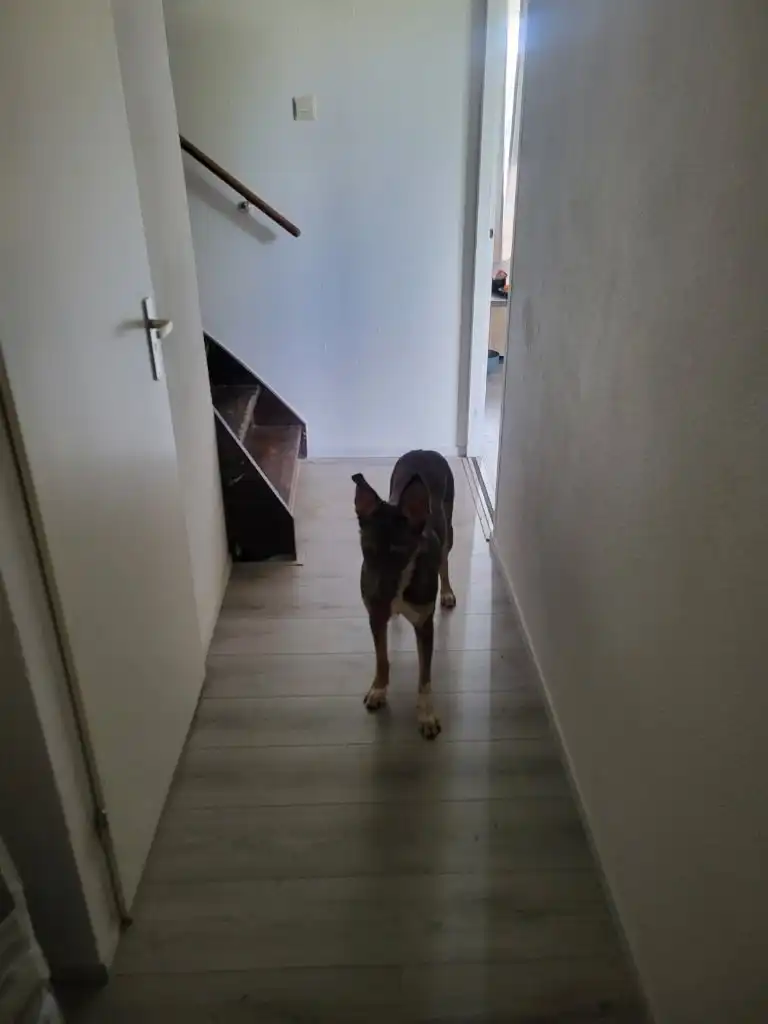 image-15