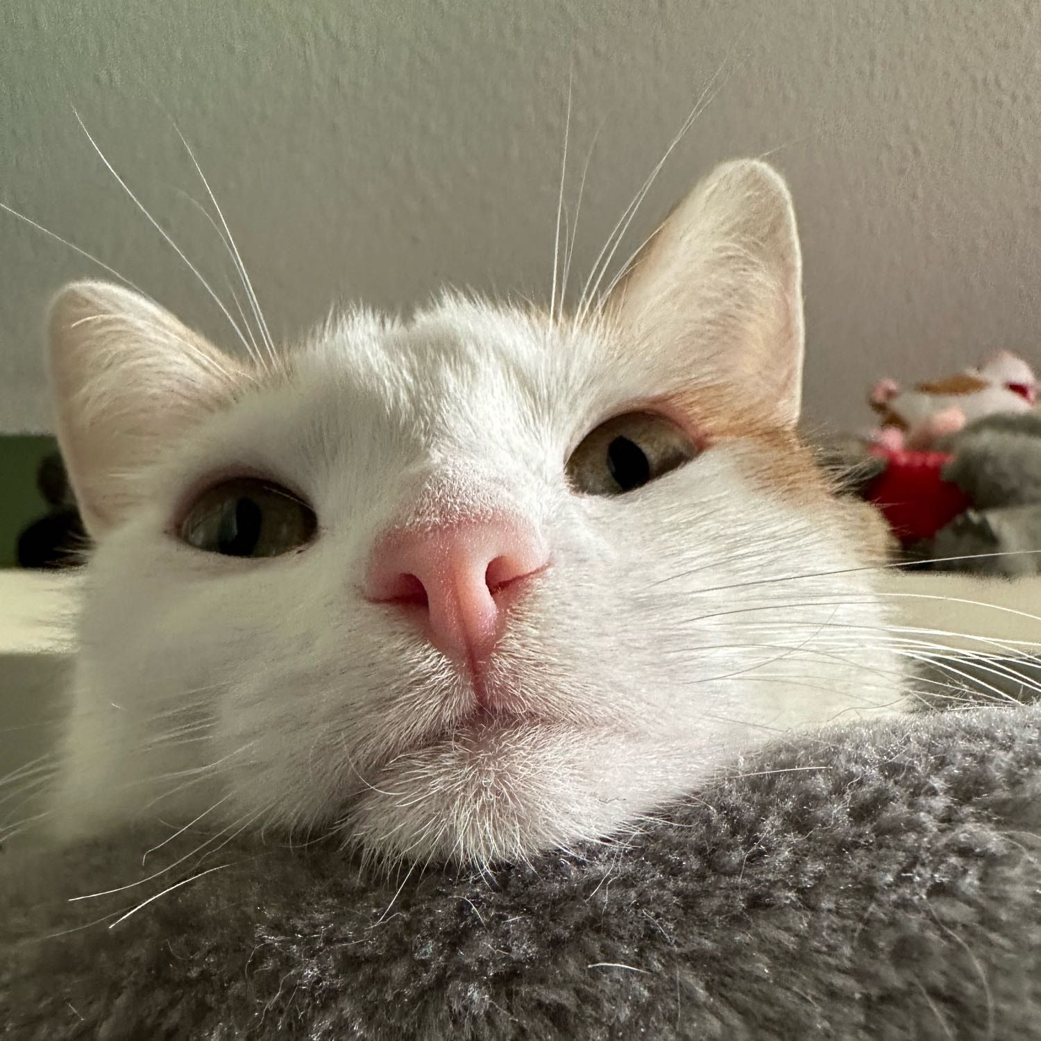 Portretfoto van Onni, de cat