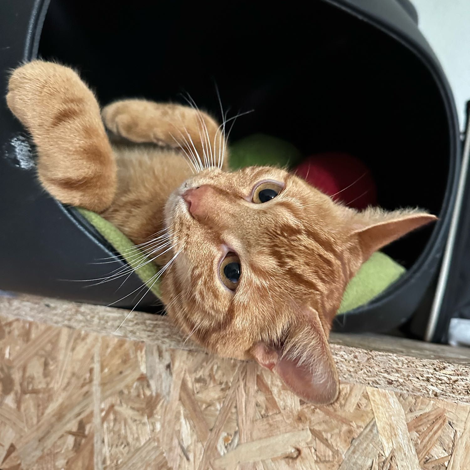 Portretfoto van Cherry, de cat