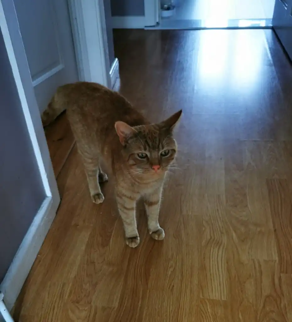 image-11