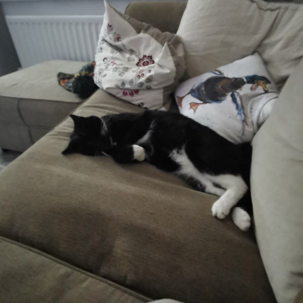 Portrait of Finnan, the cat