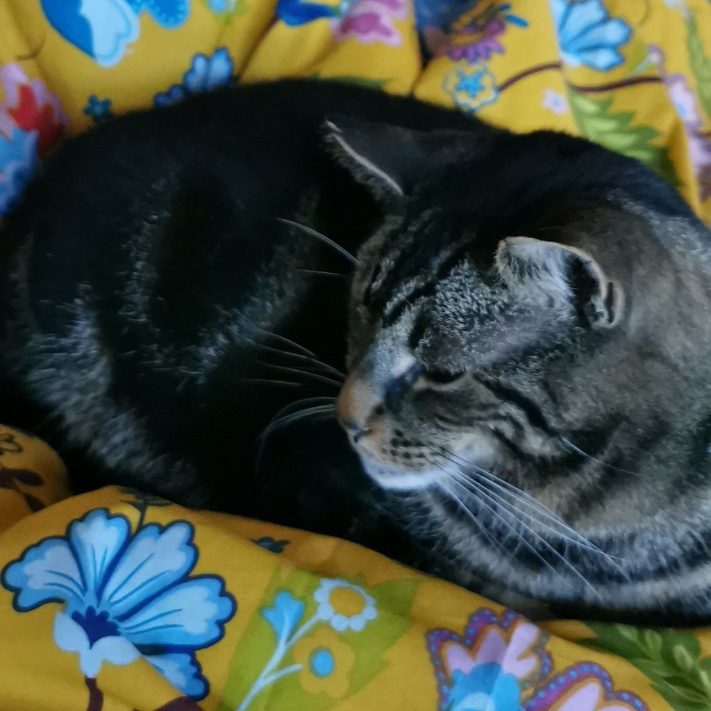 Portrait of Zion, the cat