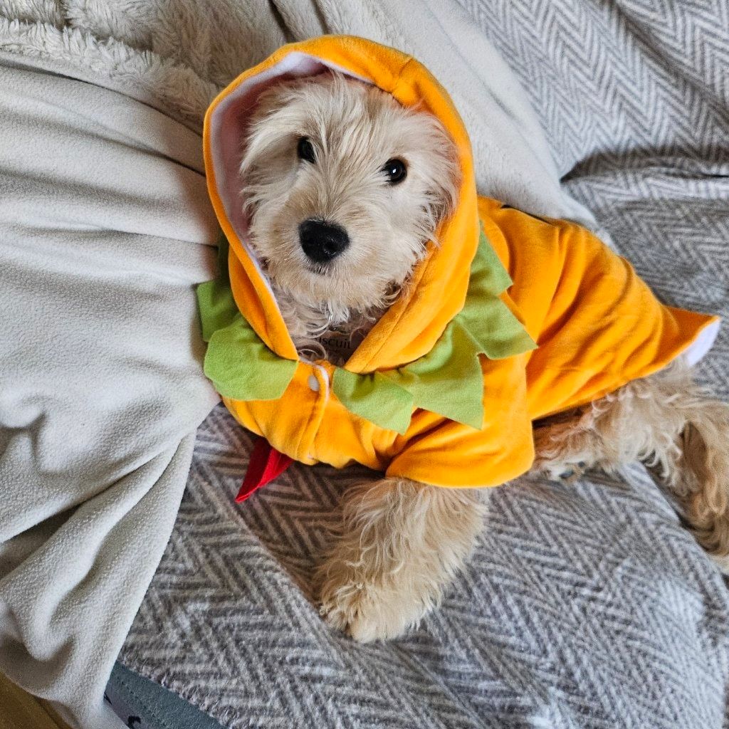 Portrait of Biscuit, the dog