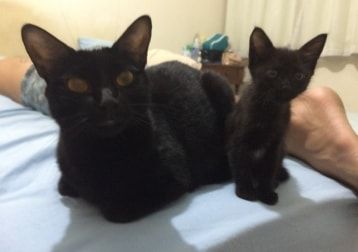Portät von Pequena, cat