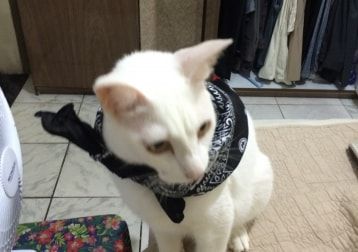Portät von Branco, cat