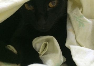 Portät von Pretinha , cat