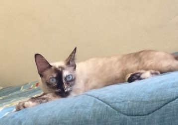 Portät von Marrom, cat