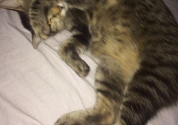Portät von Rajado, cat