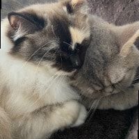 Portretfoto van Roos en Snoes, de cat