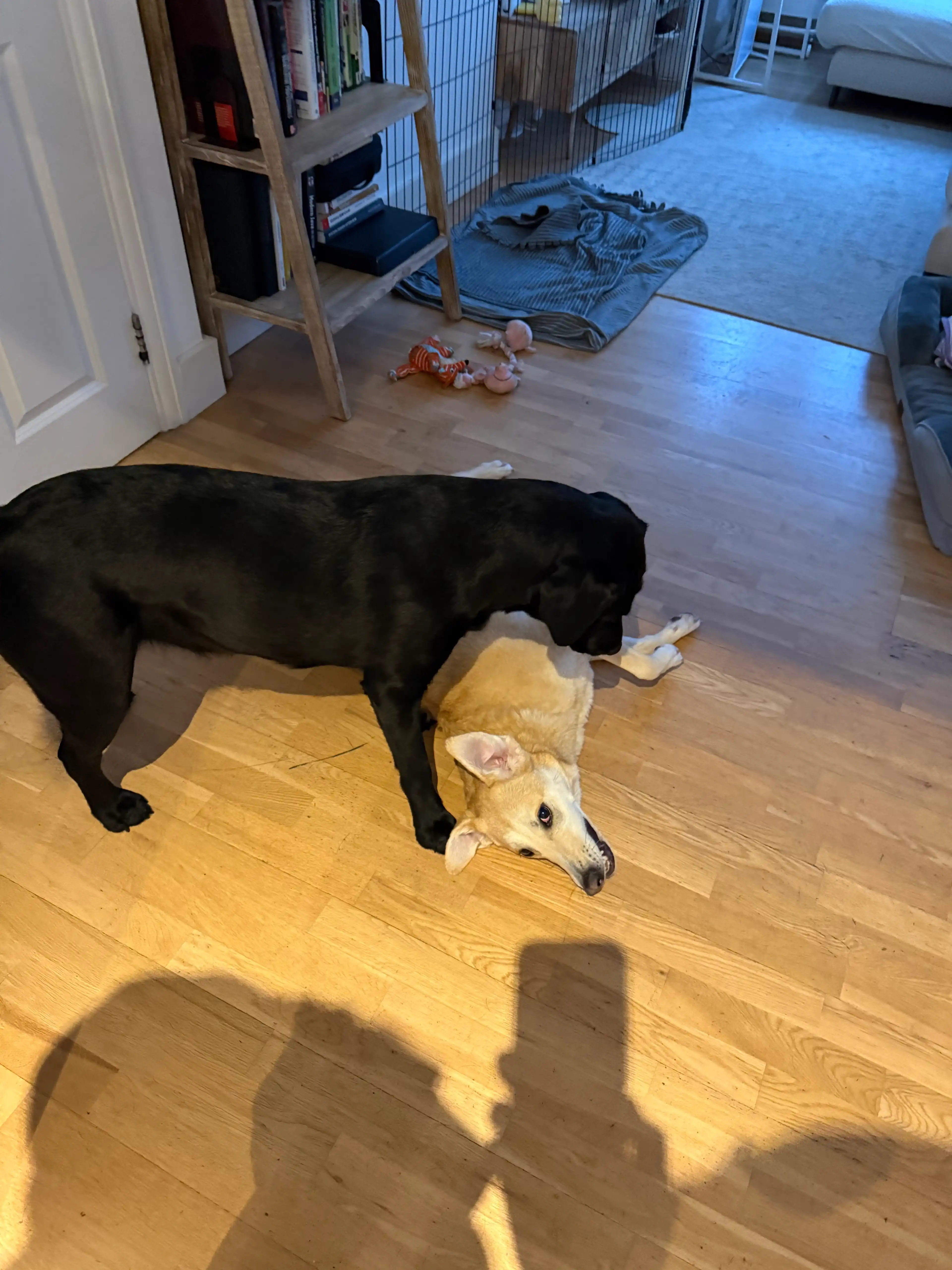 image-13