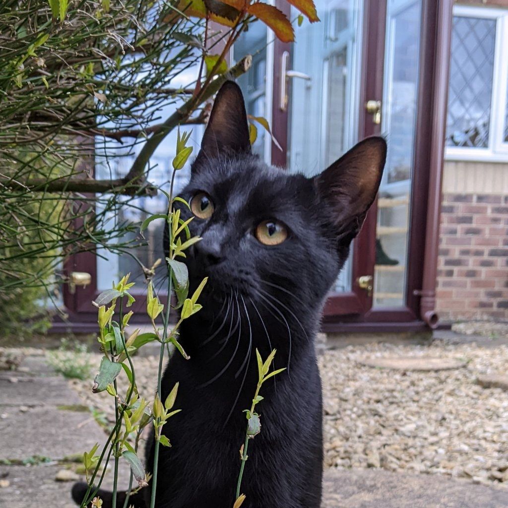 Portrait of Cthulhu Gruffalo Turner, the cat
