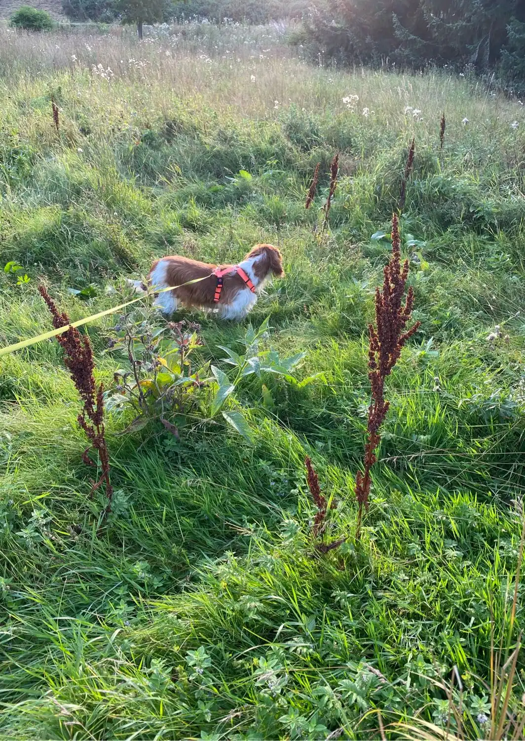 image-6