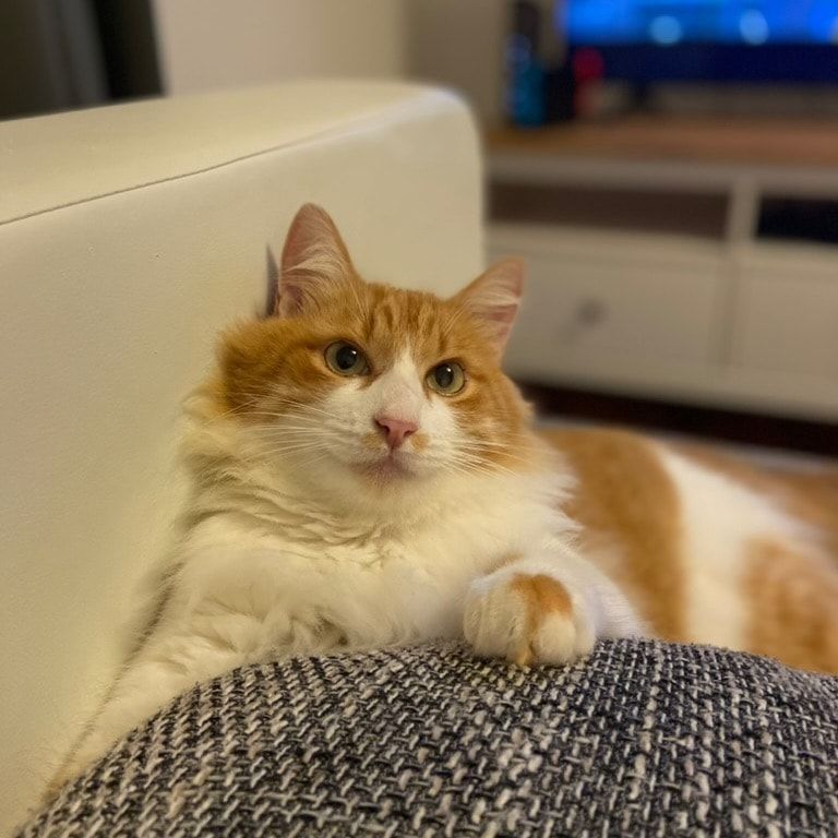 Portät von Vini Junior, cat
