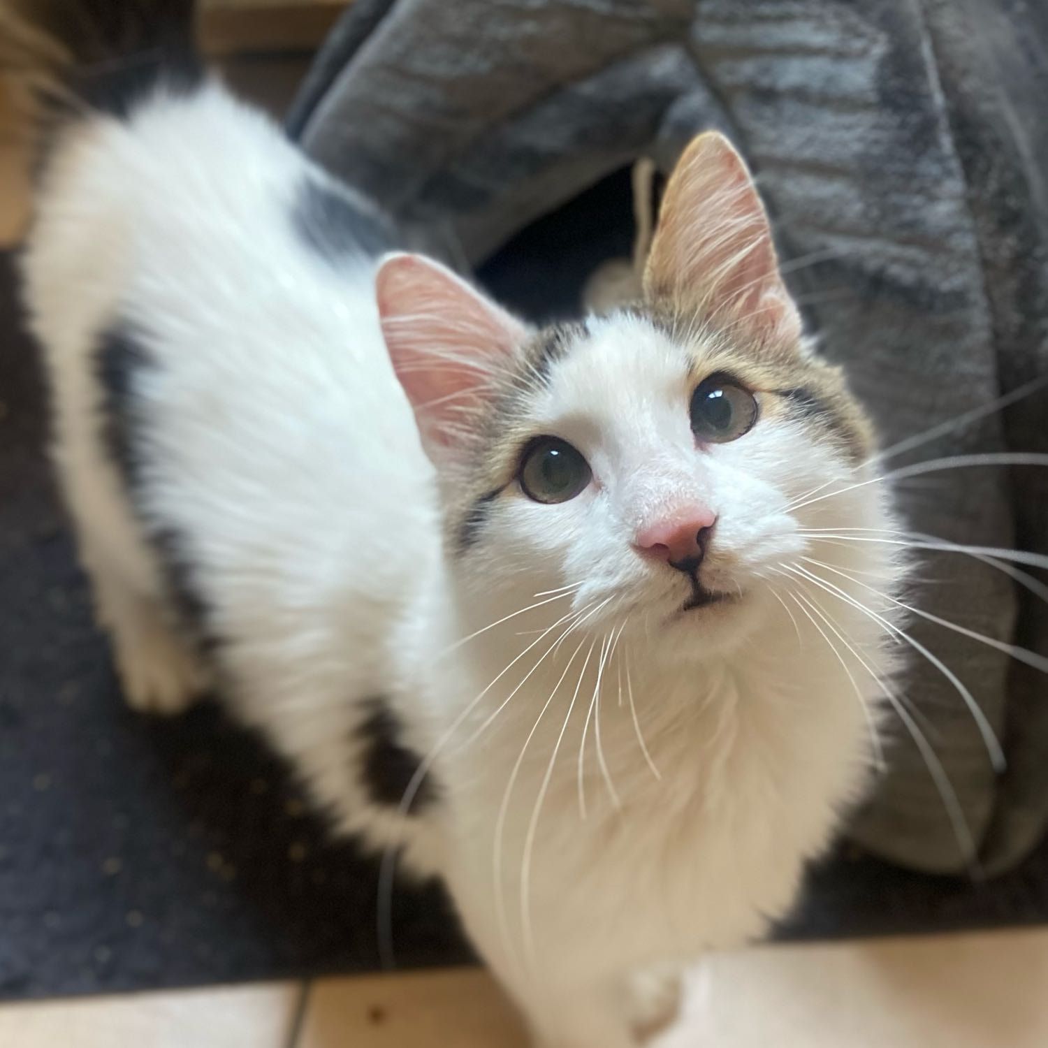 Portät von Frodo, cat
