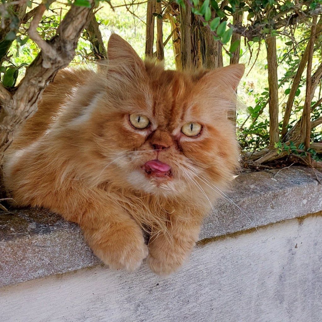 Portrait de Junior, la cat