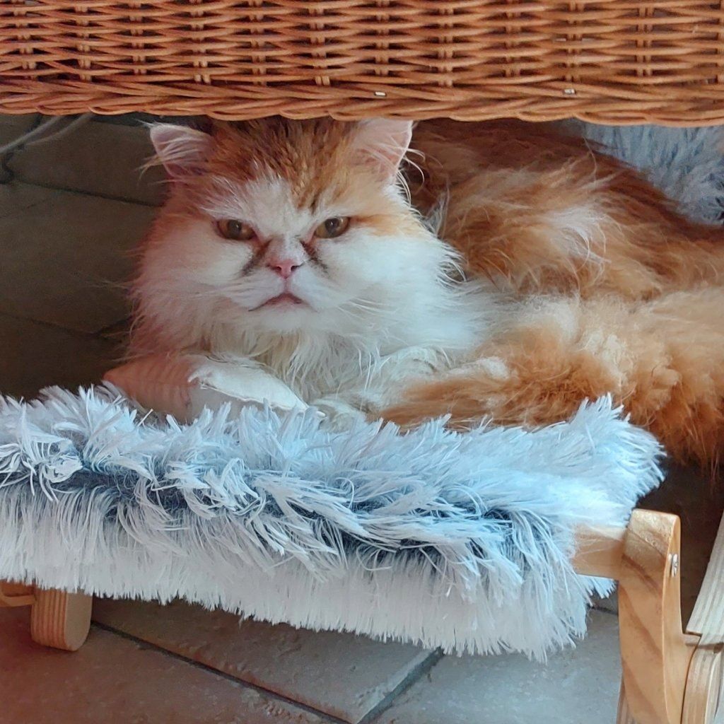 Portrait de Napoléon aa, la cat