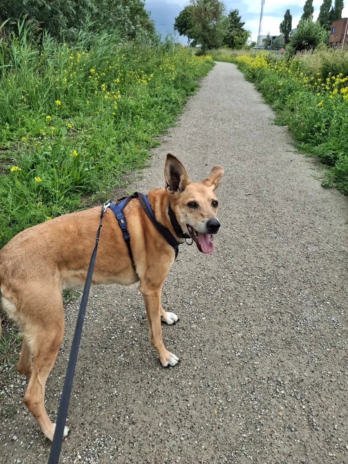 image-8