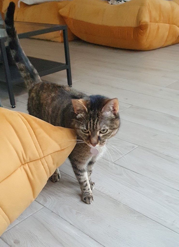image-7