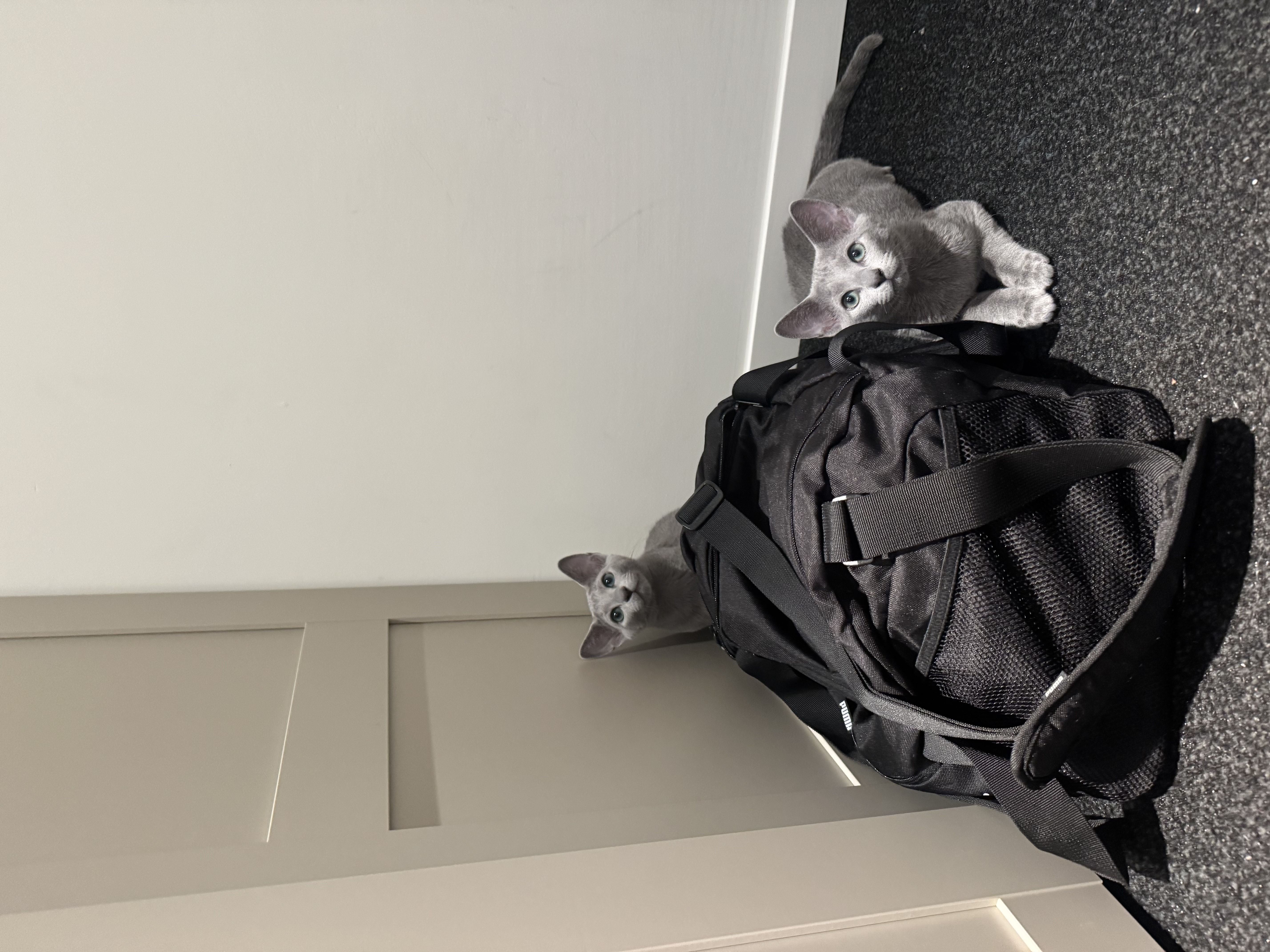 image-11