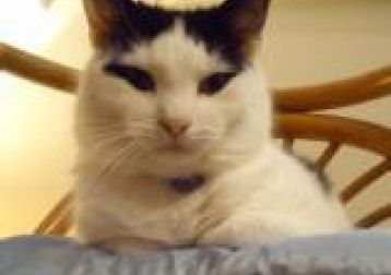 Portrait of Song - Much Loved Hairy Flatmate - April 2008 To 3rd Aug 2019 Xxx, the cat