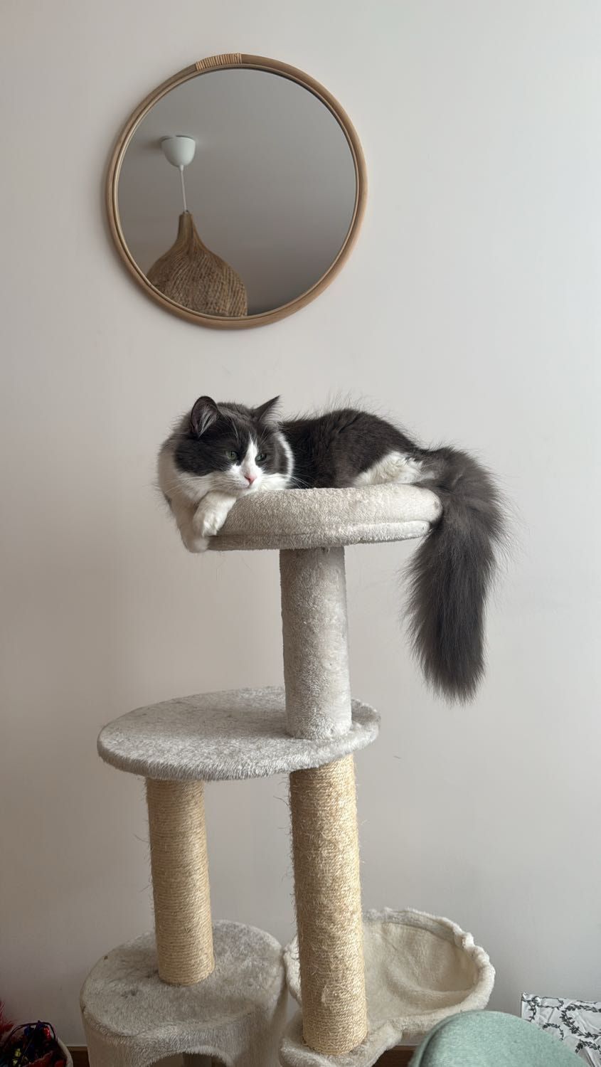 image-9