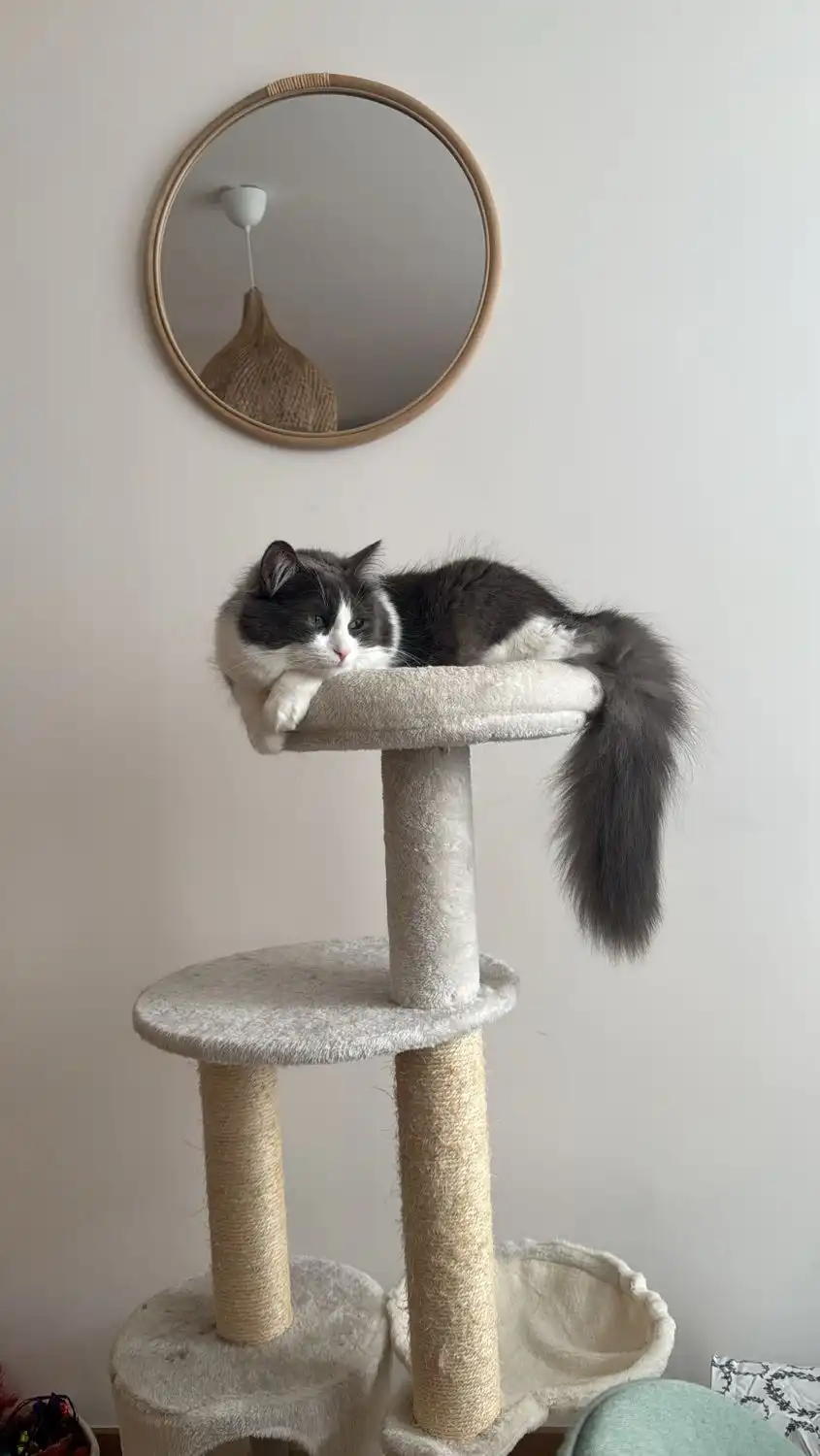 image-9