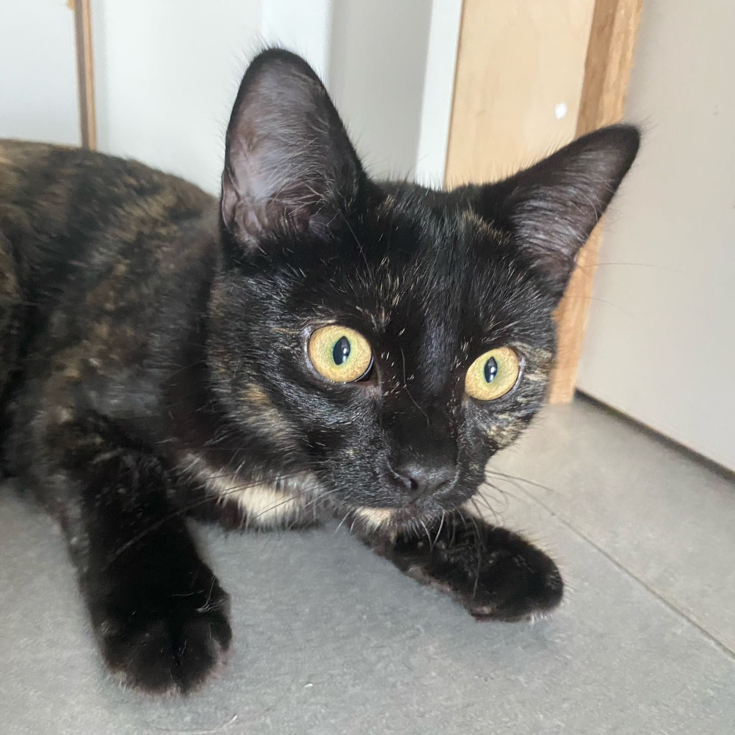 Portretfoto van Saige, de cat