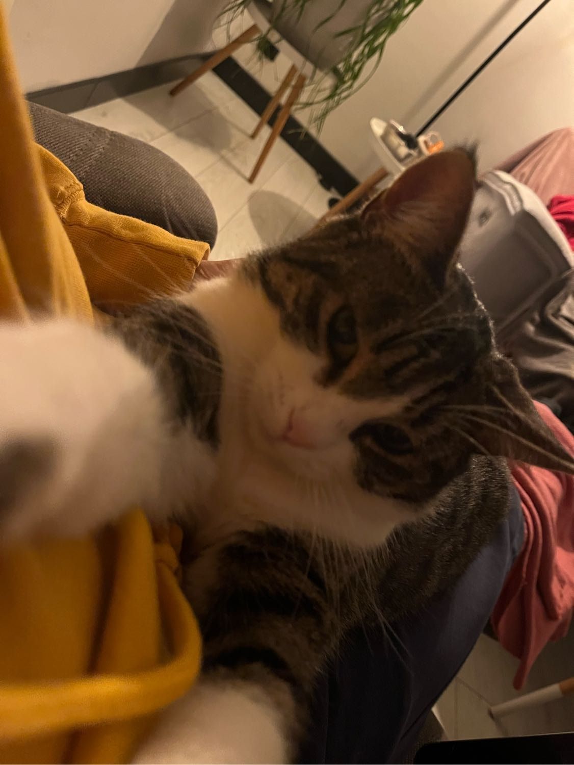 image-6