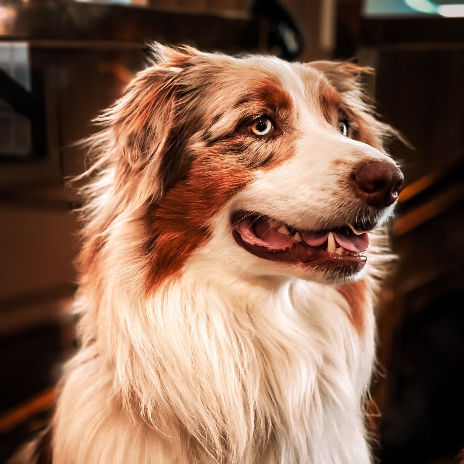 Portrait de Moka , la dog