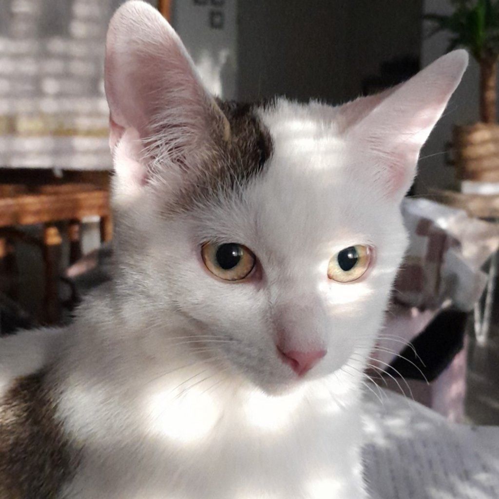 Portrait de Kenaï, la cat