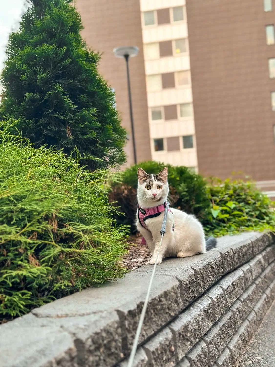 image-4