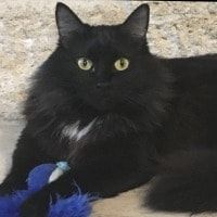 Portrait of Kaline, the cat